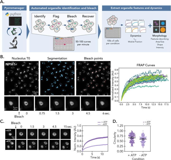 Nucleolar dynamics are determined by the ordered assembly of the ribosome.