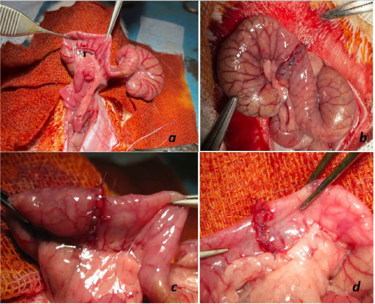 The comparison of the suture materials on intestinal anastomotic healing: an experimental study.