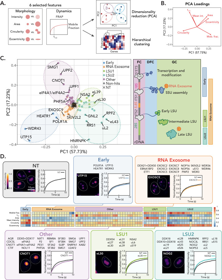 Nucleolar dynamics are determined by the ordered assembly of the ribosome.