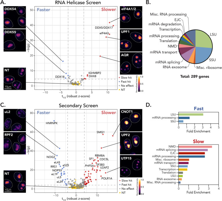 Nucleolar dynamics are determined by the ordered assembly of the ribosome.