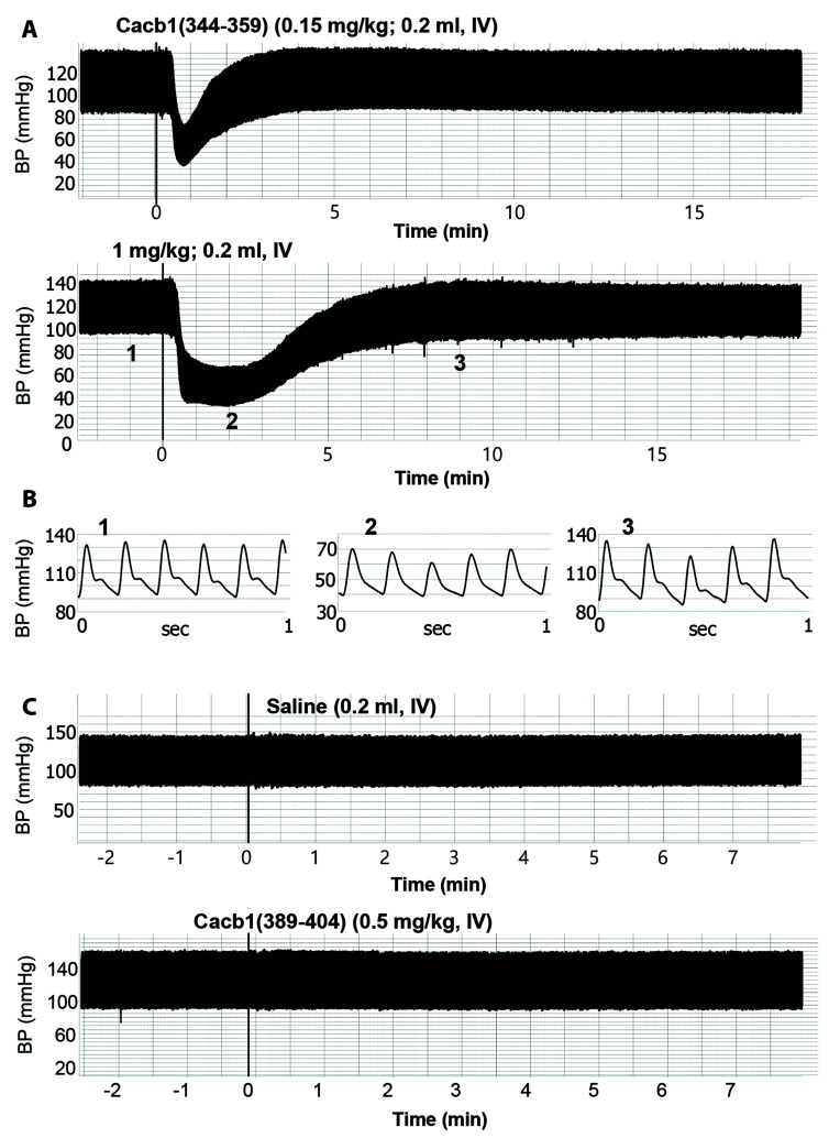 Peptides derived from high voltage-gated calcium channel β subunit reduce blood pressure in rats.