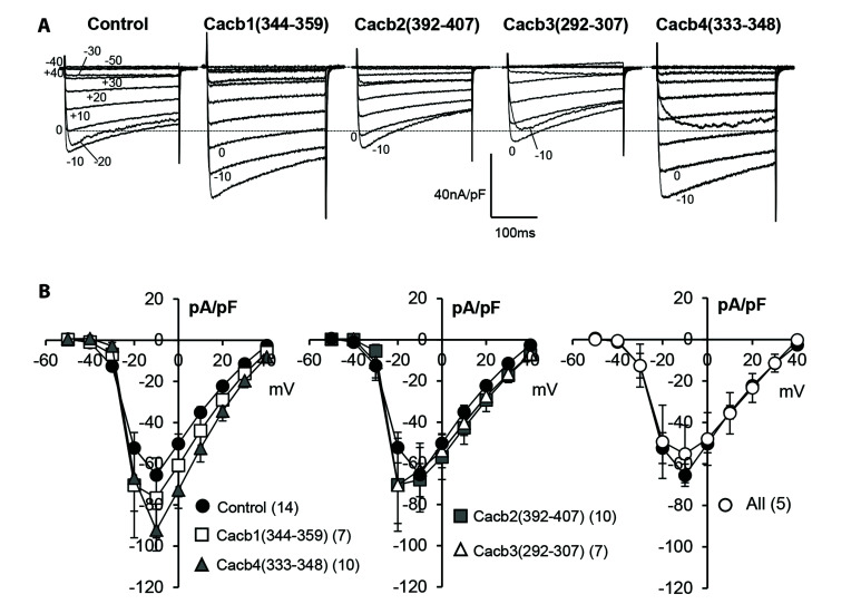 Peptides derived from high voltage-gated calcium channel β subunit reduce blood pressure in rats.