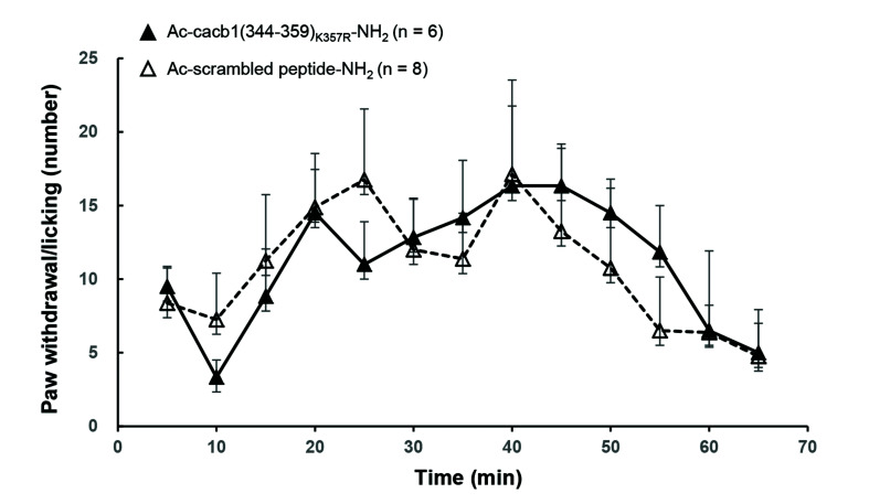 Peptides derived from high voltage-gated calcium channel β subunit reduce blood pressure in rats.