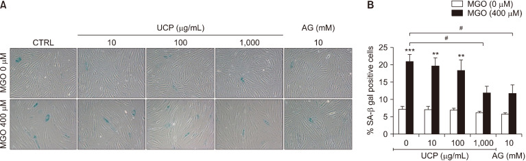 Unripe <i>Carica papaya</i> Fresh Fruit Extract Protects against Methylglyoxal-Mediated Aging in Human Dermal Skin Fibroblasts.