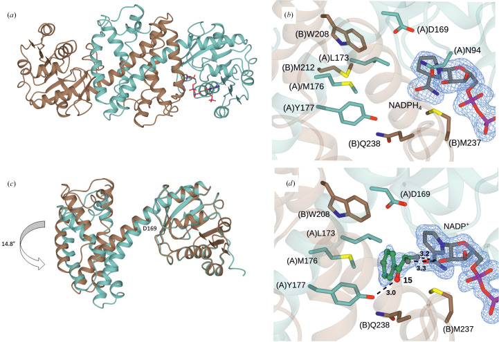 Structure of the imine reductase from Ajellomyces dermatitidis in three crystal forms.