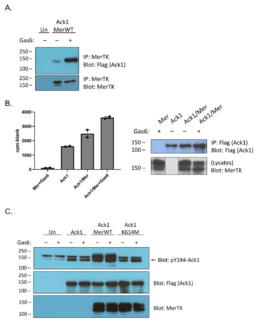 Phosphorylation of Ack1 by the Receptor Tyrosine Kinase Mer.