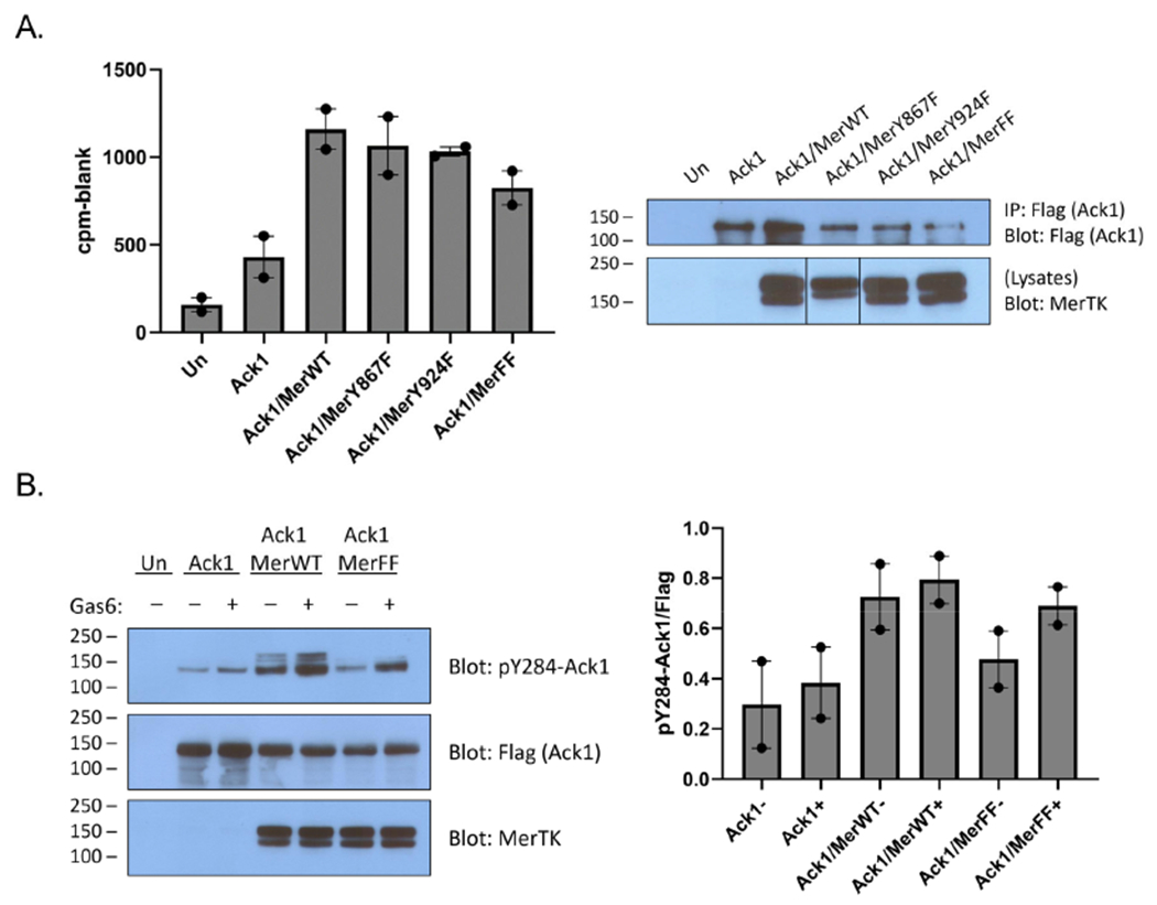 Phosphorylation of Ack1 by the Receptor Tyrosine Kinase Mer.