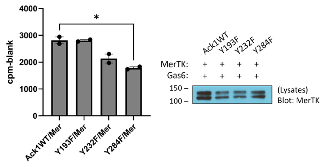 Phosphorylation of Ack1 by the Receptor Tyrosine Kinase Mer.