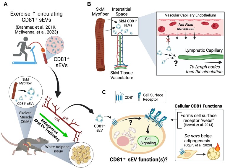 Circulating Tetraspanins: From Markers to Mechanisms Driving Systemic Exercise Adaptation.