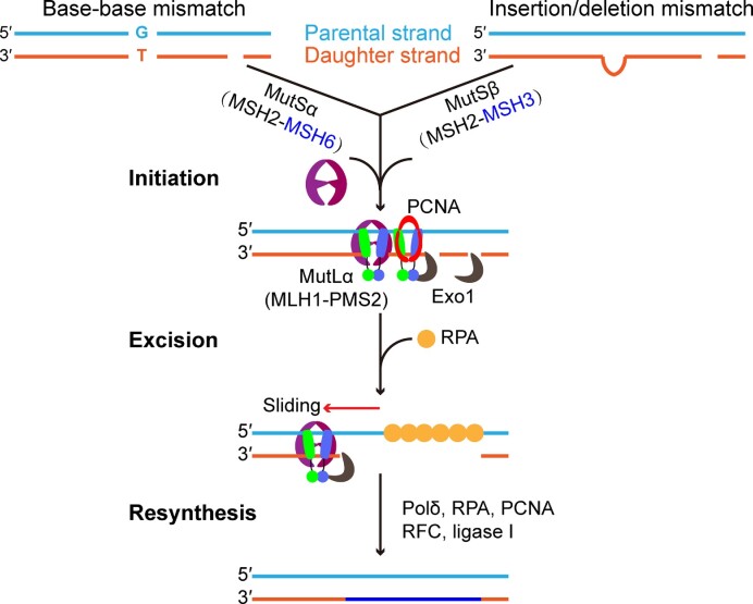 DNA mismatch repair in cancer immunotherapy.