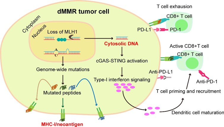 DNA mismatch repair in cancer immunotherapy.