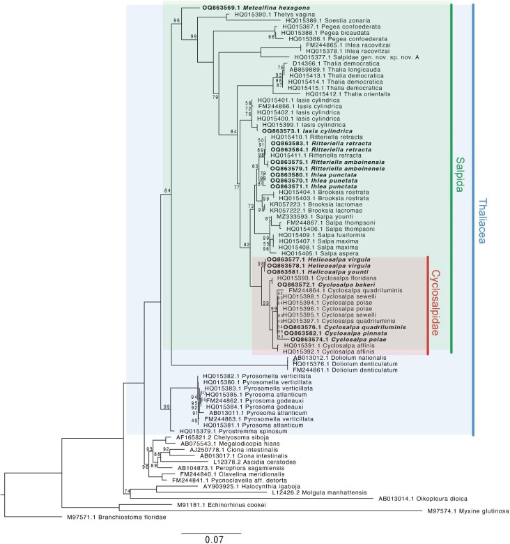 A New Molecular Phylogeny of Salps (Tunicata: Thalicea: Salpida) and the Evolutionary History of Their Colonial Architecture.