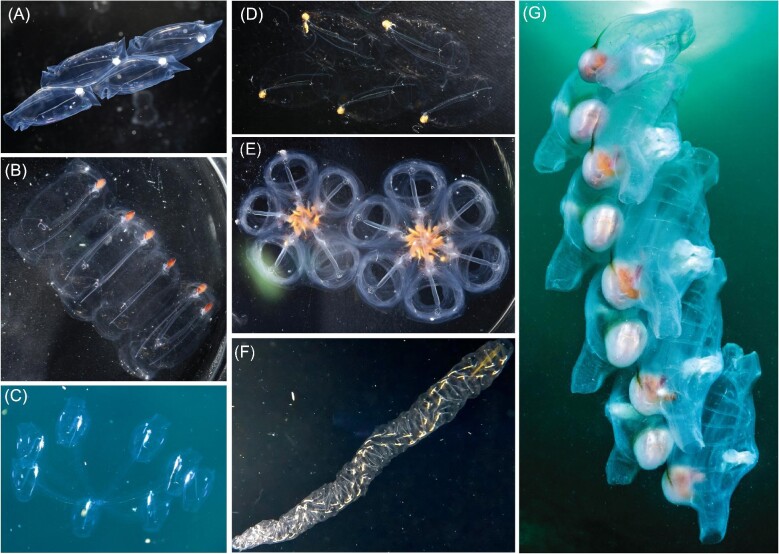 A New Molecular Phylogeny of Salps (Tunicata: Thalicea: Salpida) and the Evolutionary History of Their Colonial Architecture.