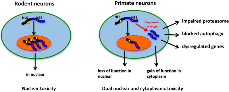 Pathological insights from amyotrophic lateral sclerosis animal models: comparisons, limitations, and challenges.