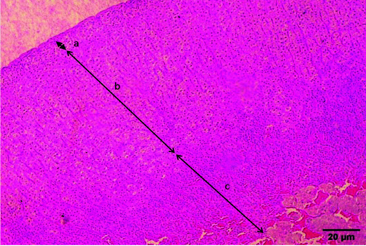 Effect of Bee Bread on Corticosterone Level in Rat Dams Exposed to Gestational Heat Stress.