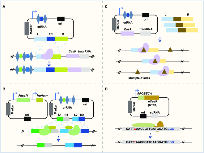 CRISPR-Cas-Based Engineering of Probiotics.