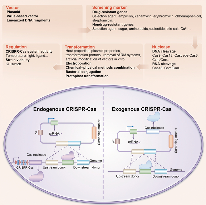 CRISPR-Cas-Based Engineering of Probiotics.