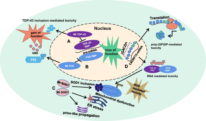 Pathological insights from amyotrophic lateral sclerosis animal models: comparisons, limitations, and challenges.