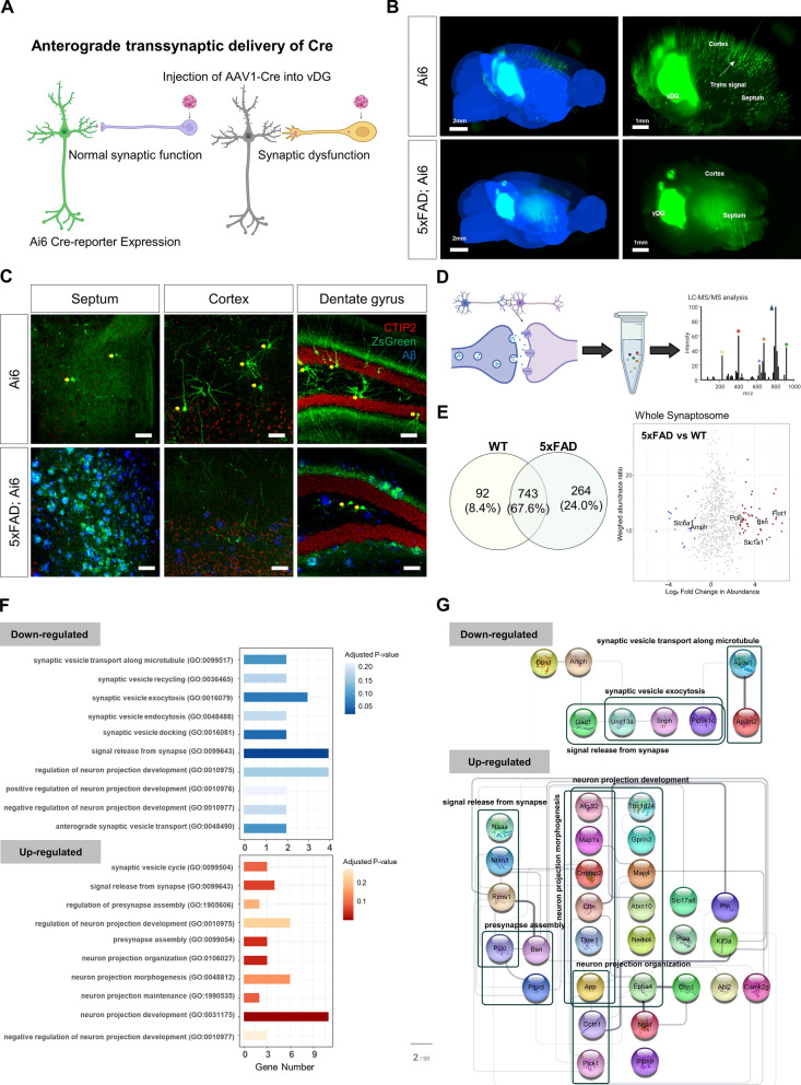 Abnormal accumulation of extracellular vesicles in hippocampal dystrophic axons and regulation by the primary cilia in Alzheimer's disease.