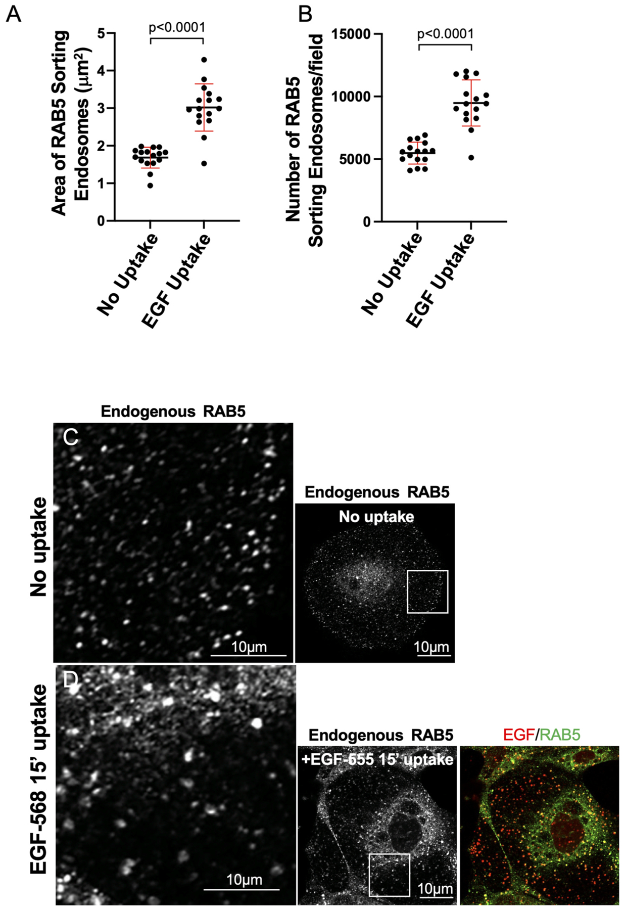 Receptor-mediated internalization promotes increased endosome size and number in a RAB4- and RAB5-dependent manner