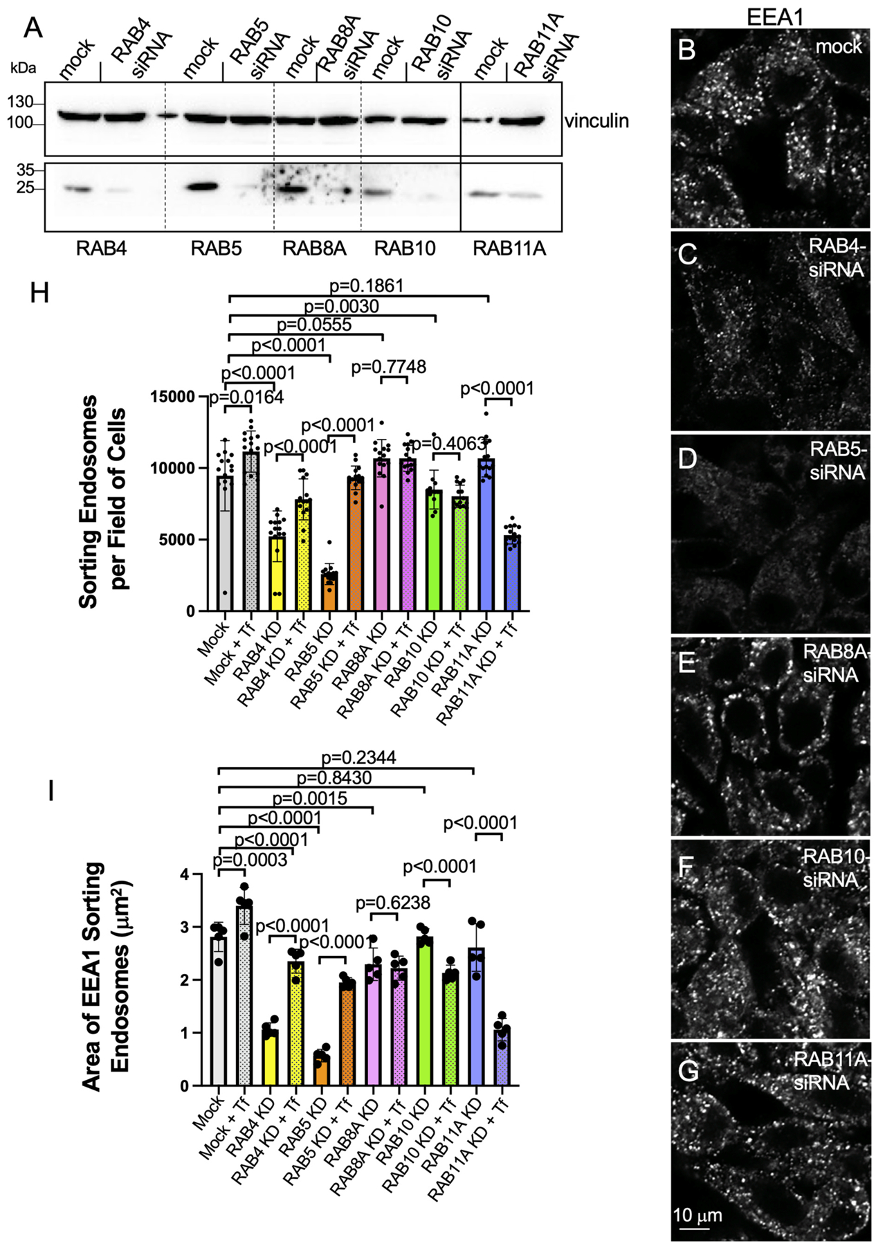 Receptor-mediated internalization promotes increased endosome size and number in a RAB4- and RAB5-dependent manner