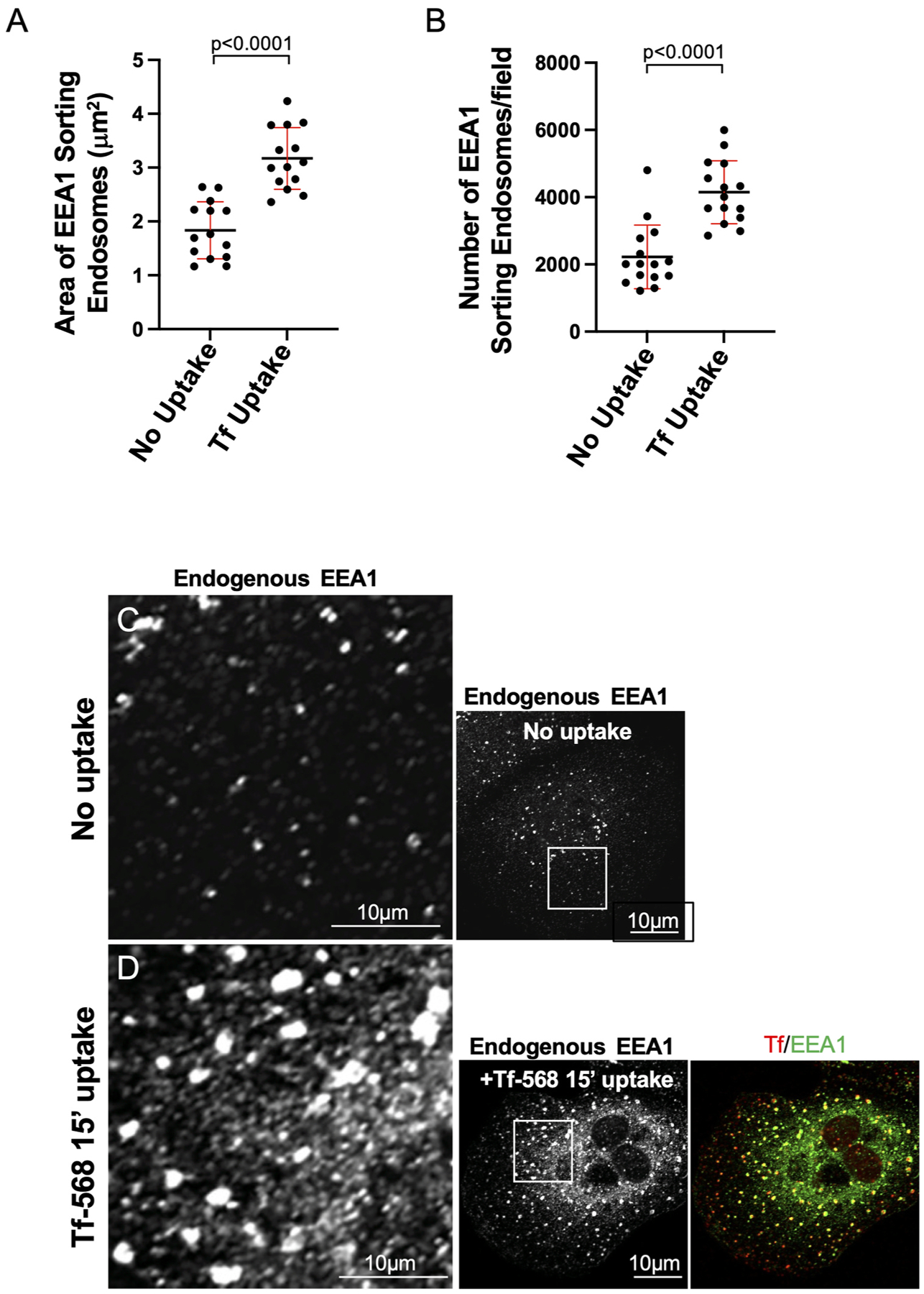 Receptor-mediated internalization promotes increased endosome size and number in a RAB4- and RAB5-dependent manner