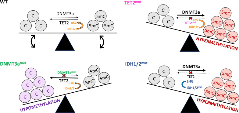 Crosstalk between DNA methylation and hypoxia in acute myeloid leukaemia.