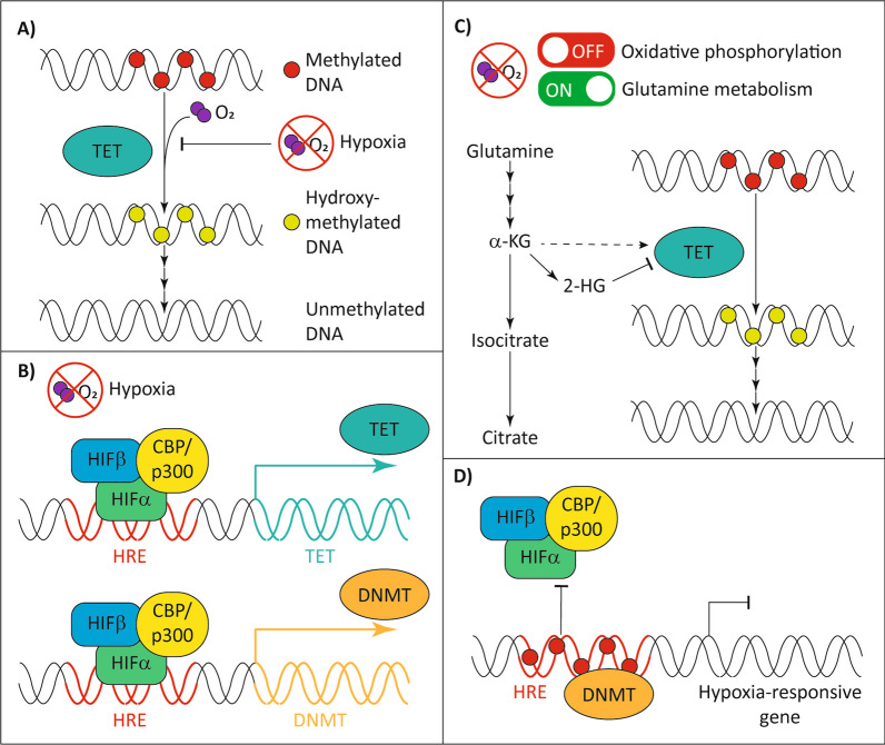 Crosstalk between DNA methylation and hypoxia in acute myeloid leukaemia.