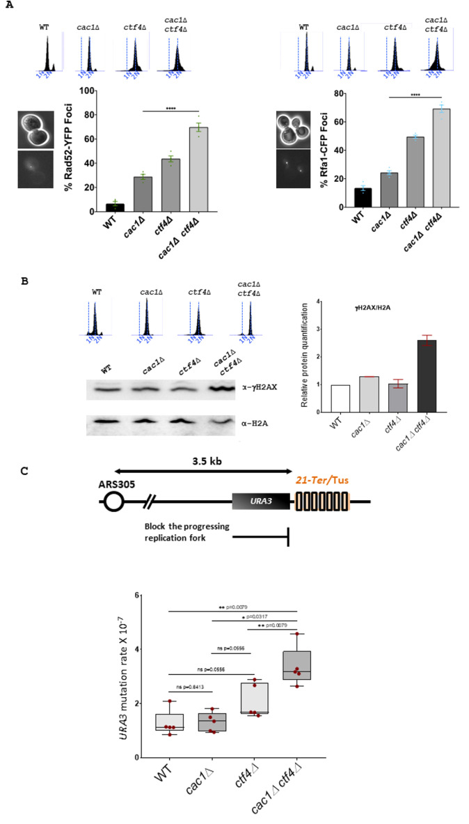 Chromatin assembly factor-1 preserves genome stability in <i>ctf4</i>Δ cells by promoting sister chromatid cohesion.