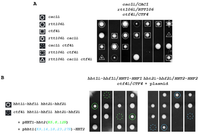 Chromatin assembly factor-1 preserves genome stability in <i>ctf4</i>Δ cells by promoting sister chromatid cohesion.