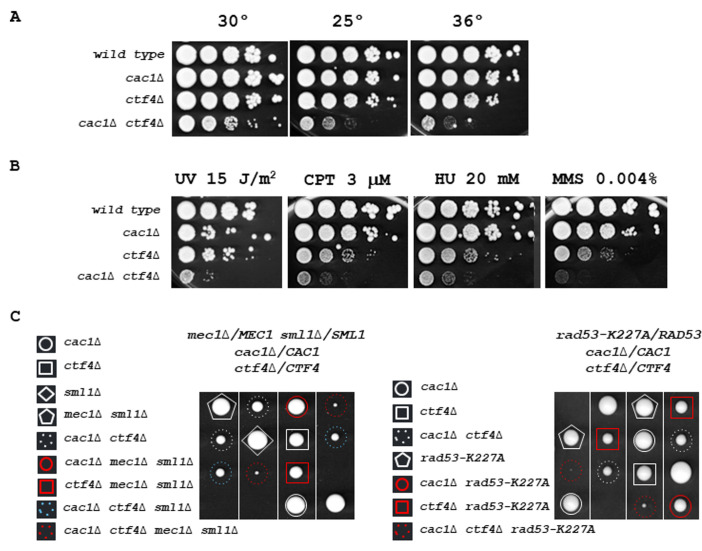 Chromatin assembly factor-1 preserves genome stability in <i>ctf4</i>Δ cells by promoting sister chromatid cohesion.