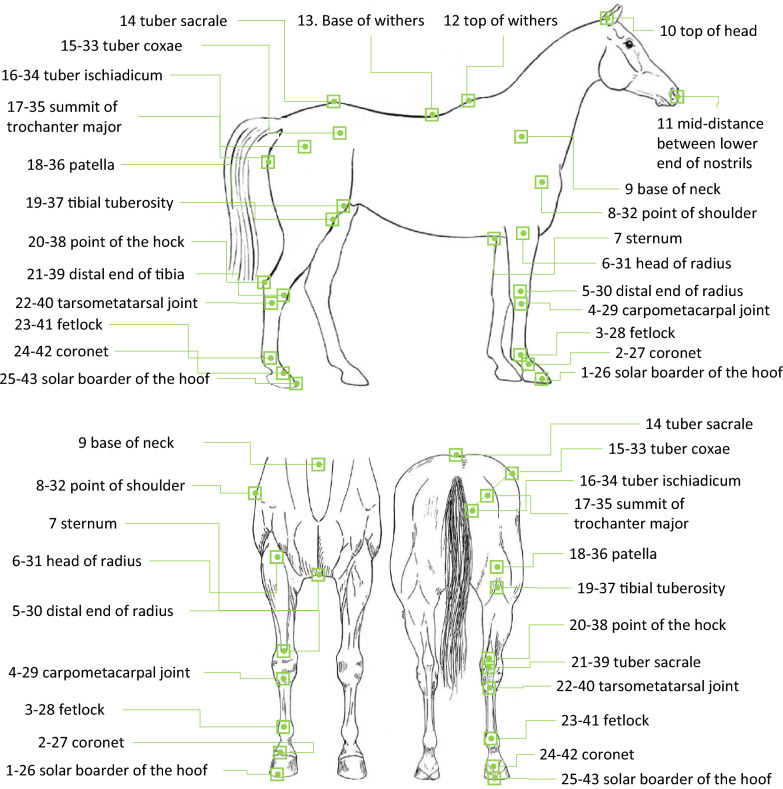 Genetic analysis of geometric morphometric 3D visuals of French jumping horses.