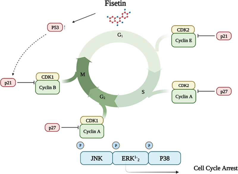 Fisetin's Promising Antitumor Effects: Uncovering Mechanisms and Targeting for Future Therapies.