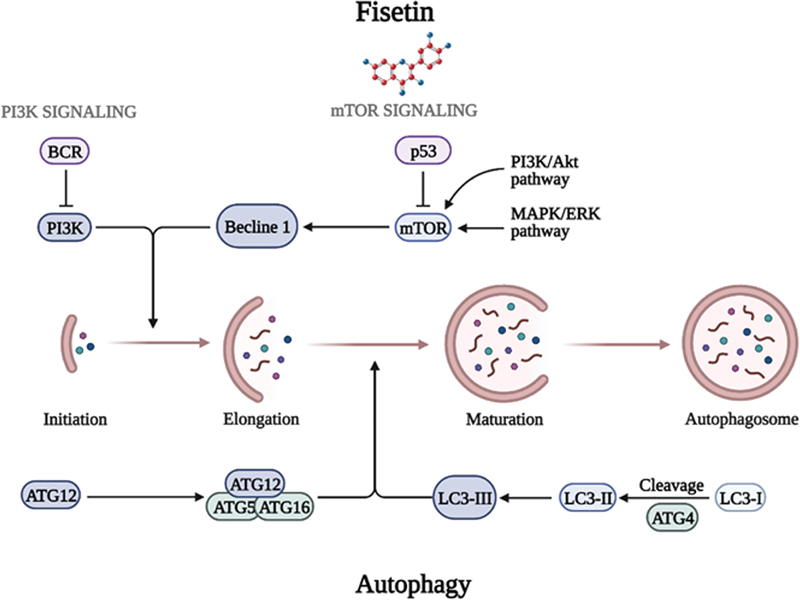 Fisetin's Promising Antitumor Effects: Uncovering Mechanisms and Targeting for Future Therapies.