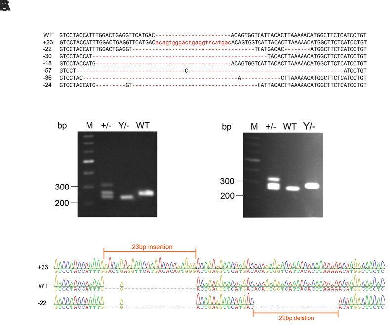 Generation of Mouse Model of Hemophilia A by Introducing Novel Mutations, Using CRISPR/Nickase Gene Targeting System.