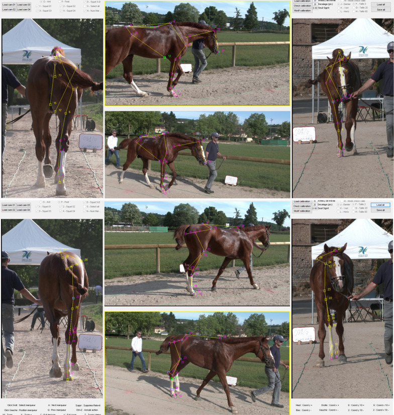 Genetic analysis of geometric morphometric 3D visuals of French jumping horses.