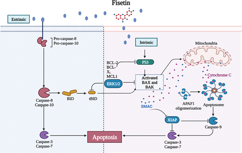 Fisetin's Promising Antitumor Effects: Uncovering Mechanisms and Targeting for Future Therapies.