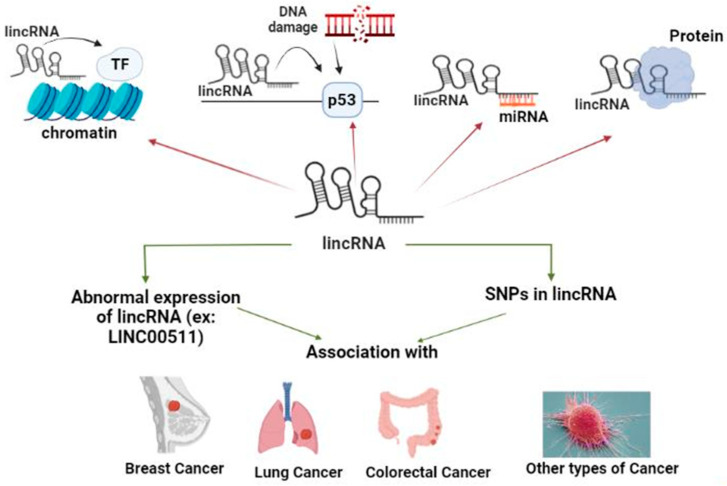 The Intergenic Type LncRNA (LINC RNA) Faces in Cancer with In Silico Scope and a Directed Lens to LINC00511: A Step toward ncRNA Precision.