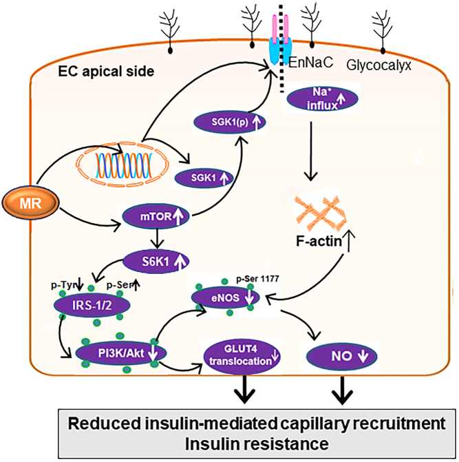 Vascular endothelial mineralocorticoid receptors and epithelial sodium channels in metabolic syndrome and related cardiovascular disease.