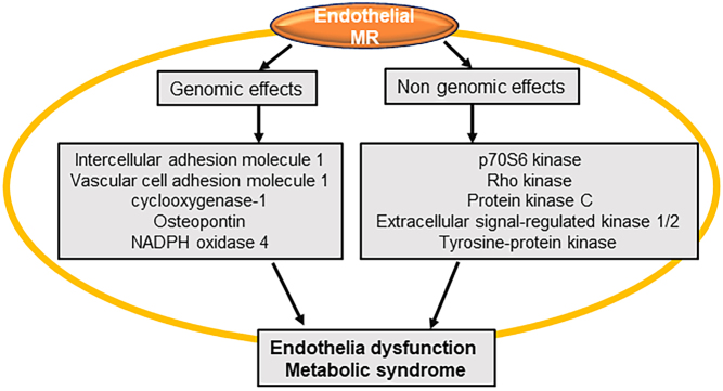 Vascular endothelial mineralocorticoid receptors and epithelial sodium channels in metabolic syndrome and related cardiovascular disease.