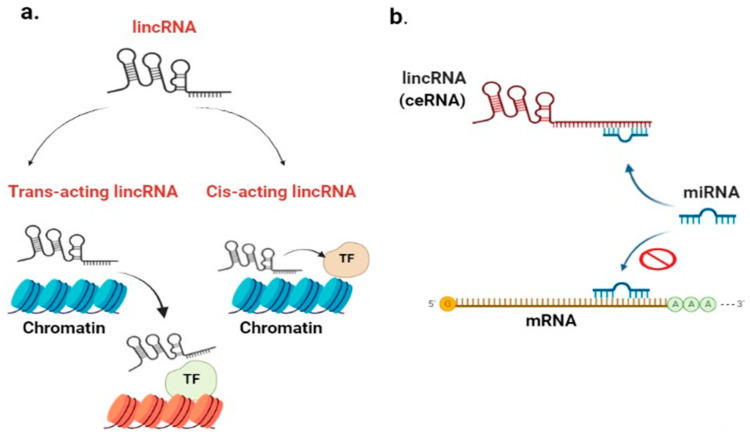 The Intergenic Type LncRNA (LINC RNA) Faces in Cancer with In Silico Scope and a Directed Lens to LINC00511: A Step toward ncRNA Precision.