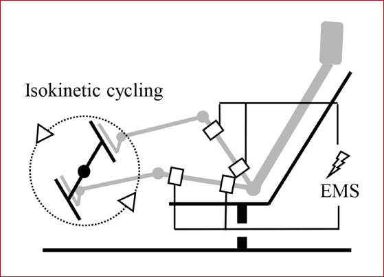 Superimposed electromyostimulation of the thigh muscles during passive isokinetic cycling increases muscle strength without effort.