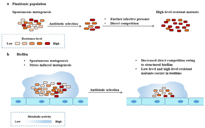 Biofilm tolerance, resistance and infections increasing threat of public health.