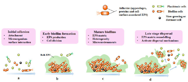 Biofilm tolerance, resistance and infections increasing threat of public health.