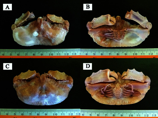 Notes on Two Rare Species of Brachyuran Crabs (Families Matutidae and Parthenopidae) From Indonesian Waters with New Distribution Records.