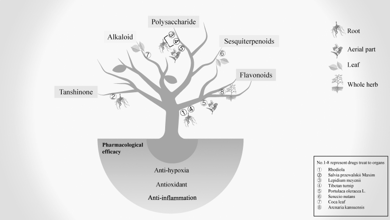 Promising Natural Medicines for the Treatment of High-Altitude Illness.