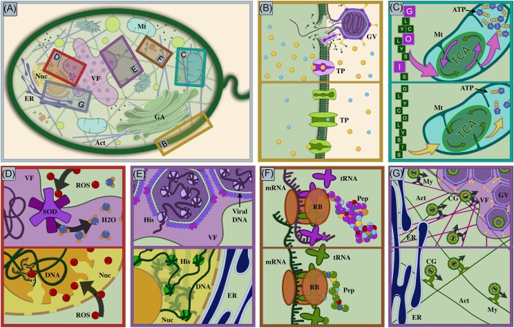 Virologs, viral mimicry, and virocell metabolism: the expanding scale of cellular functions encoded in the complex genomes of giant viruses.