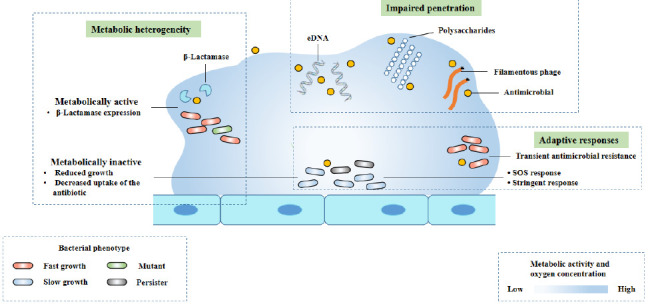 Biofilm tolerance, resistance and infections increasing threat of public health.