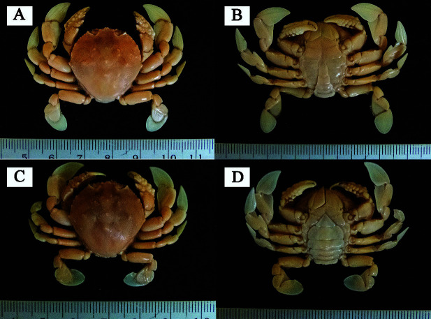 Notes on Two Rare Species of Brachyuran Crabs (Families Matutidae and Parthenopidae) From Indonesian Waters with New Distribution Records.