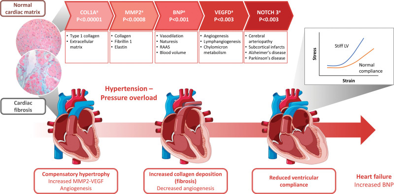 Mineralocorticoid receptor antagonists in cardiovascular translational biology.